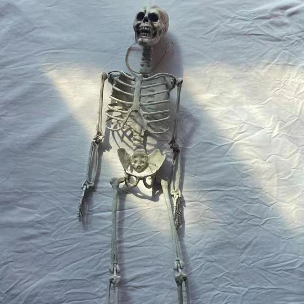 Movable Halloween Skeleton Human Bones Model