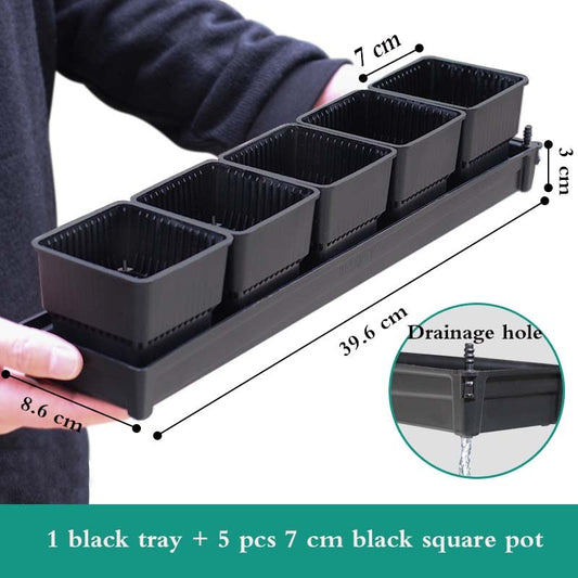 Succulents Planter Pots