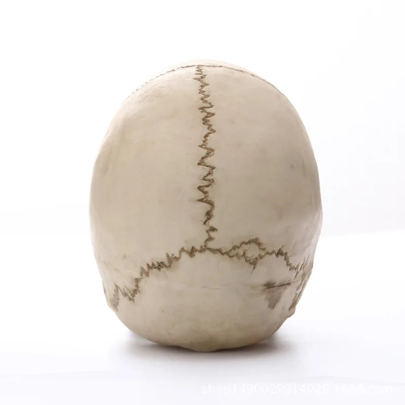 Human Skull Statue: Intriguing Home Decor & Halloween Accent