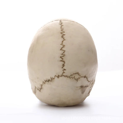 Human Skull Statue: Intriguing Home Decor & Halloween Accent