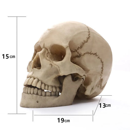 Human Skull Statue: Intriguing Home Decor & Halloween Accent